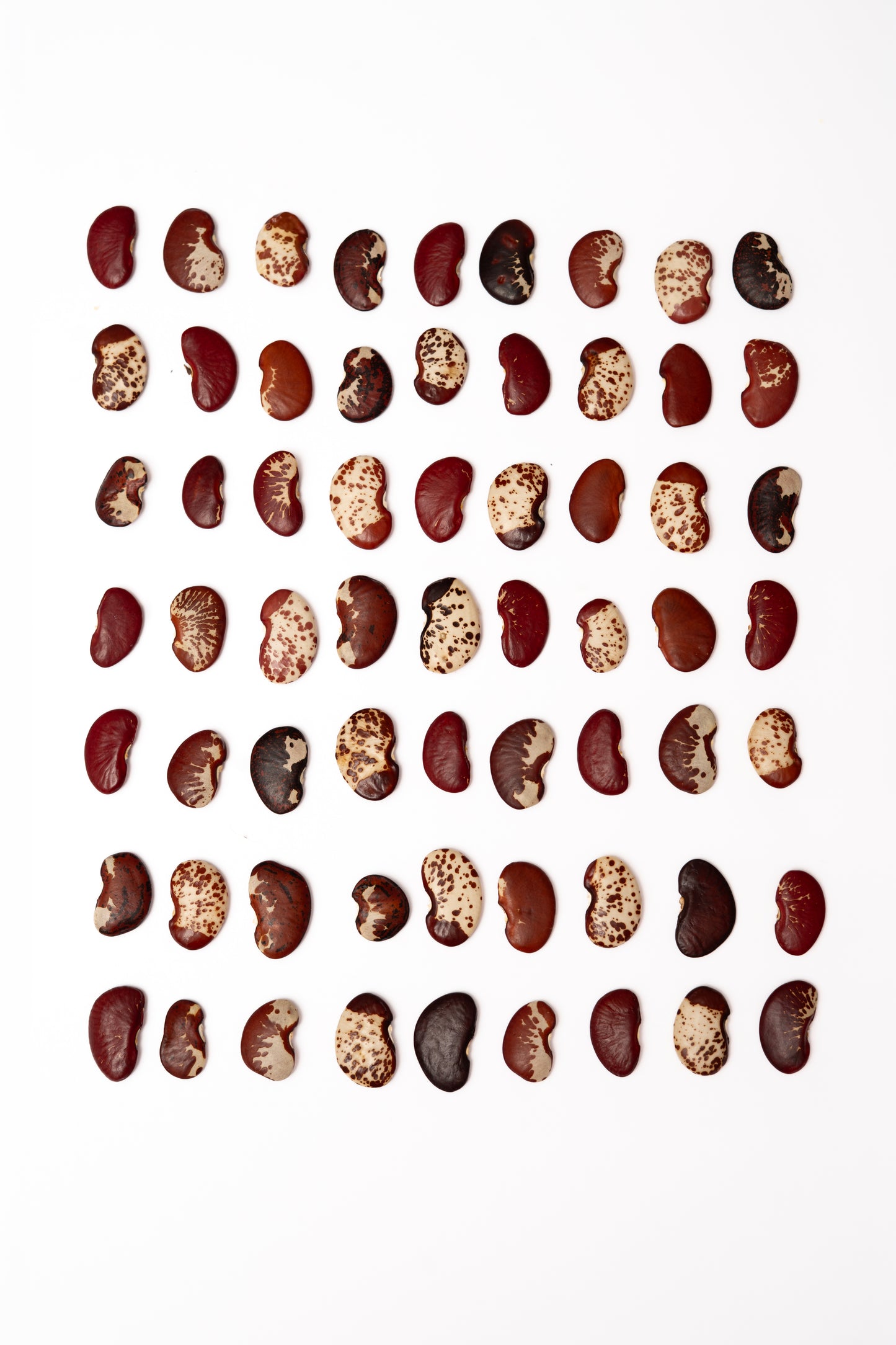 Topo Frijol Dálmata Rojo